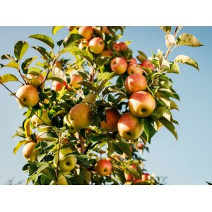 Stĺpovitá jabloň (Malus ballerina) ´STAR CATS´ - jesenná, výška 60-80 cm - voľnokorenná